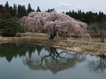 花園のしだれ桜